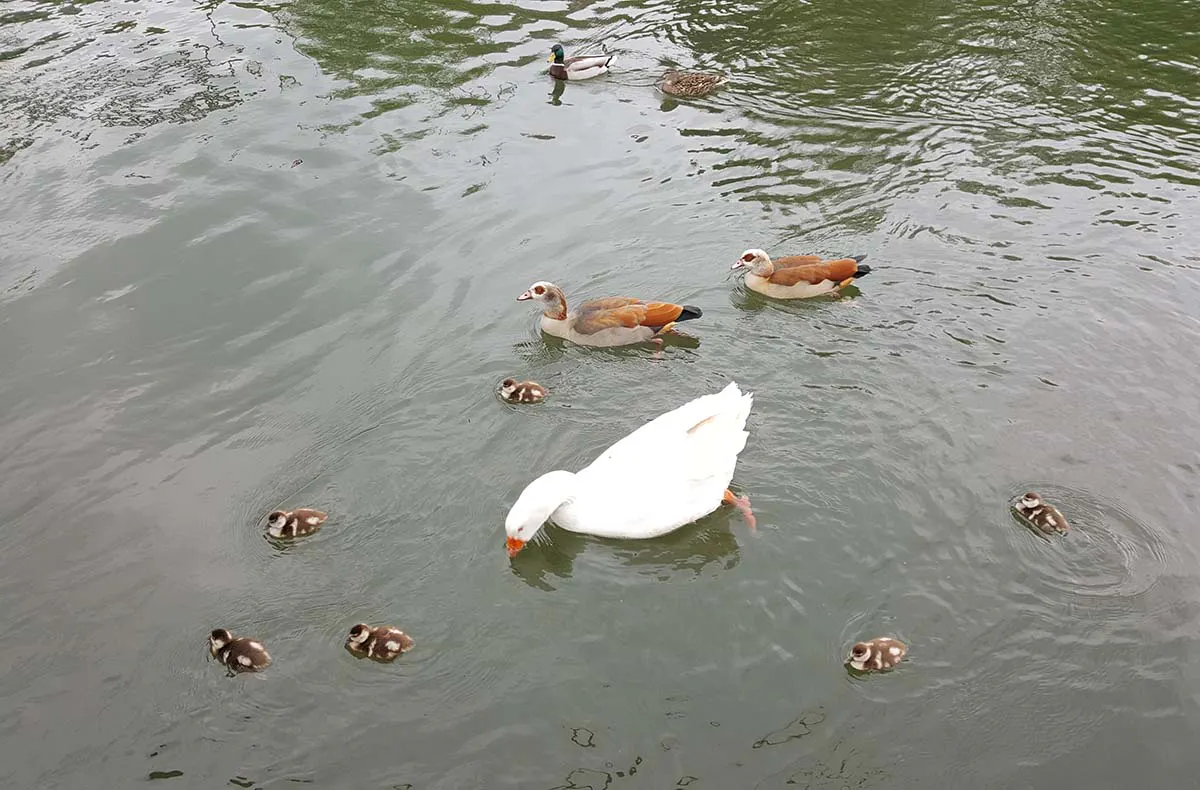Hausboot Zander auf dem Rhein für 2 (2 Nächte) - 6