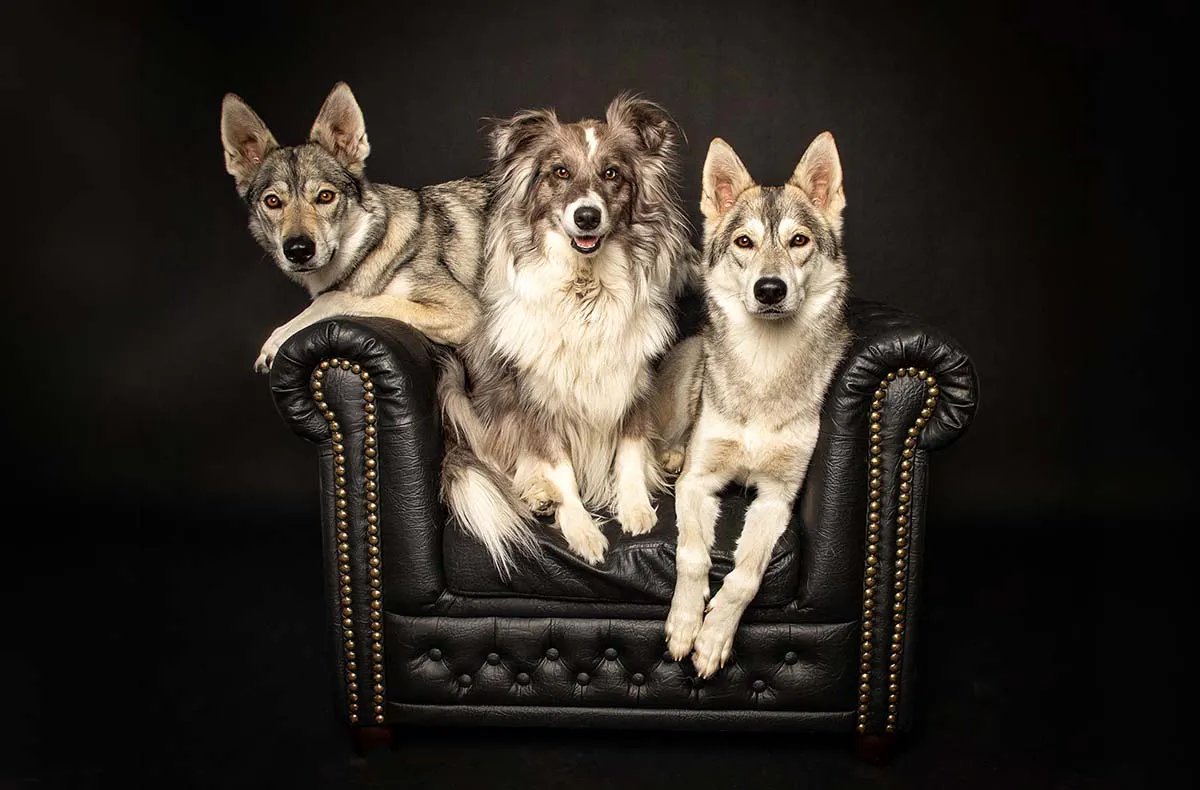 Hunde Fotoshooting Seevetal - 2