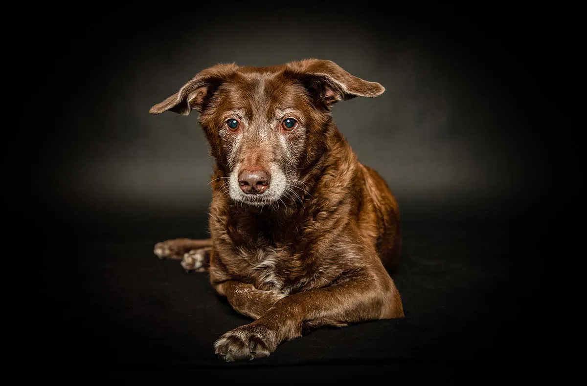 Hunde Fotoshooting Seevetal - 3