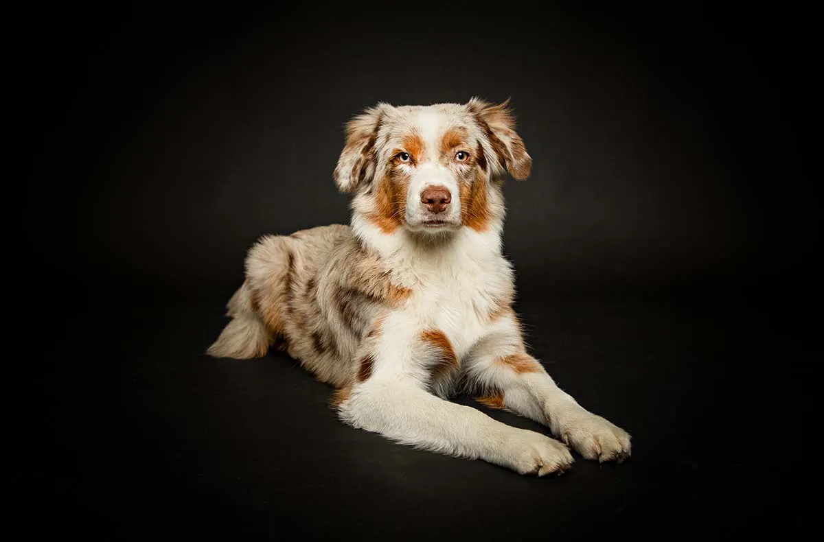 Hunde Fotoshooting Seevetal - 4