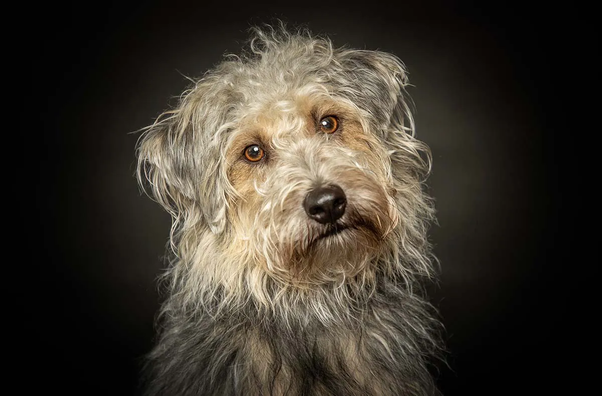 Hunde Fotoshooting Seevetal - 5