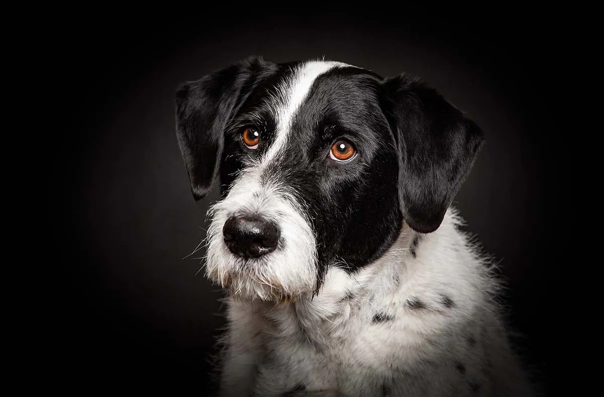 Hunde Fotoshooting Seevetal - 6