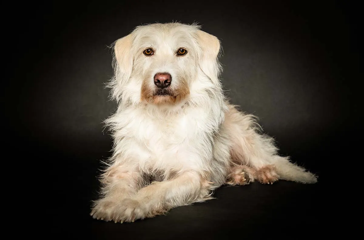 Hunde Fotoshooting Seevetal - 7