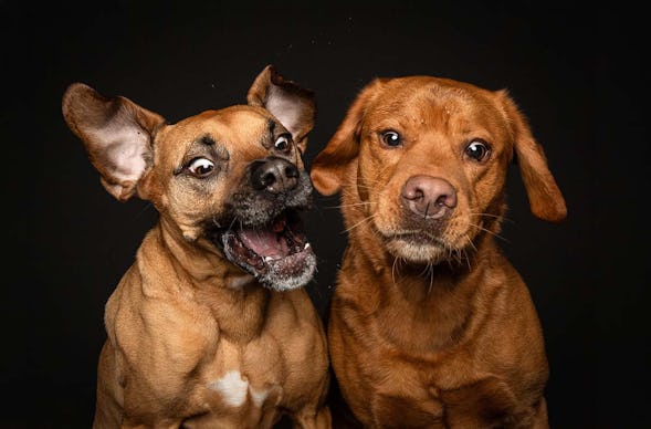 Hunde Fotoshooting Seevetal (Schnapp-Shooting)