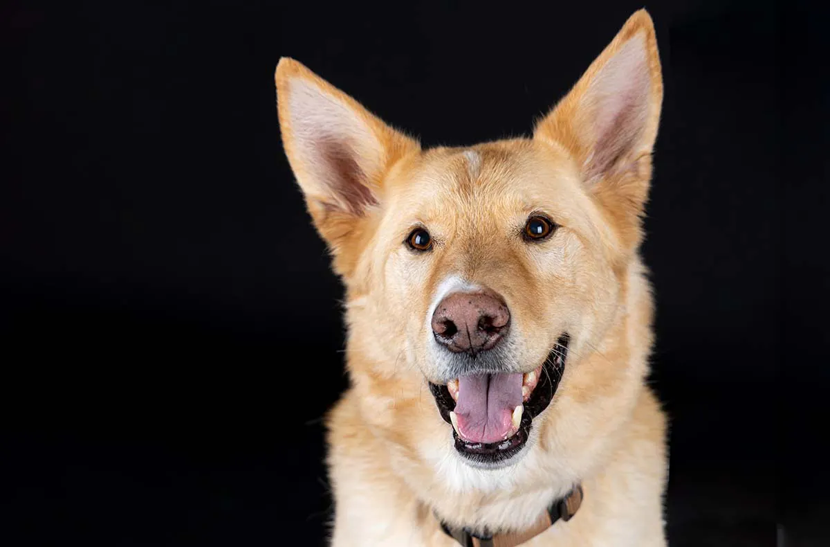 Hunde Fotoshooting Augsburg - 5