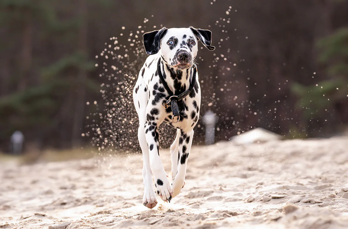 Hundeshooting Sankt Peter-Ording - 3