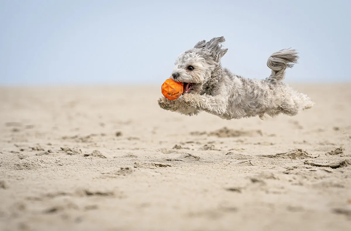 Hundeshooting Sellin - 3