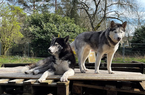 Husky Erlebnistag Neureut-Karlsruhe