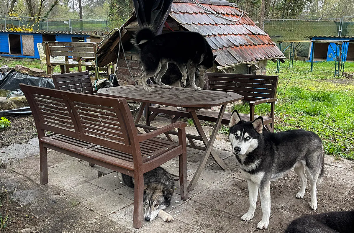 Husky Erlebnistag Neureut-Karlsruhe - 5