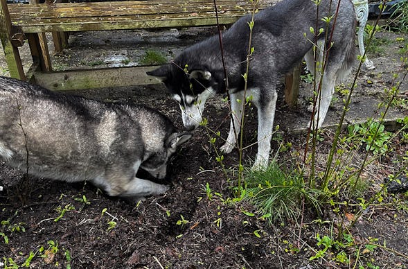 Husky Erlebnistag Neureut-Karlsruhe