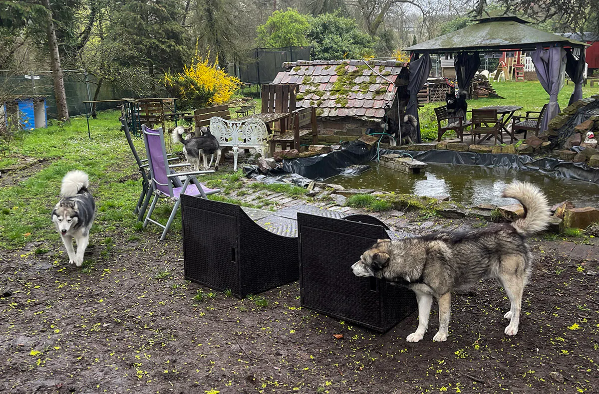 Husky Erlebnistag Neureut-Karlsruhe - 5
