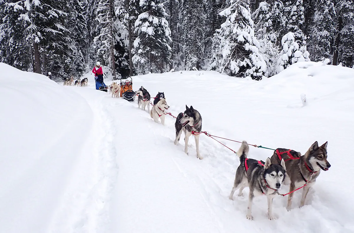 Schlittenhunde Abenteuer Ermenswil St. Gallen für 2 - 5
