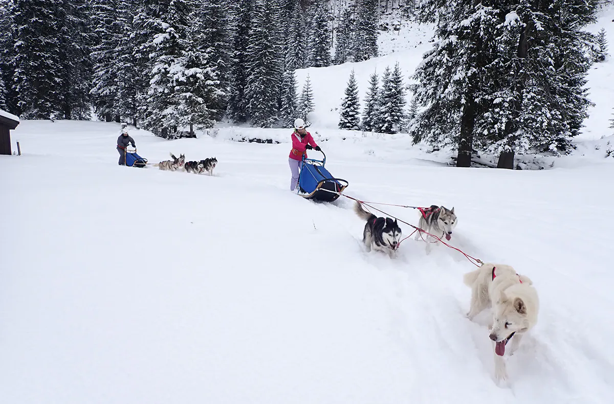 Schlittenhunde Abenteuer Ermenswil St. Gallen für 2 - 7