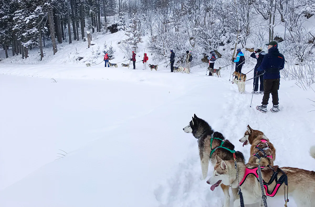 Husky Schneeschuhtrekking Hohentauern - 5