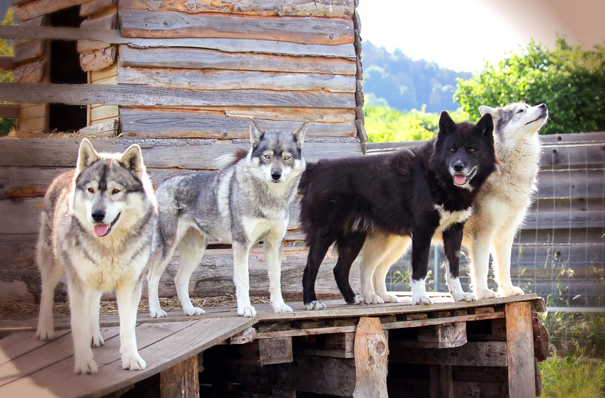 Husky Trekking Dietfurt a.d. Altmühl - 1