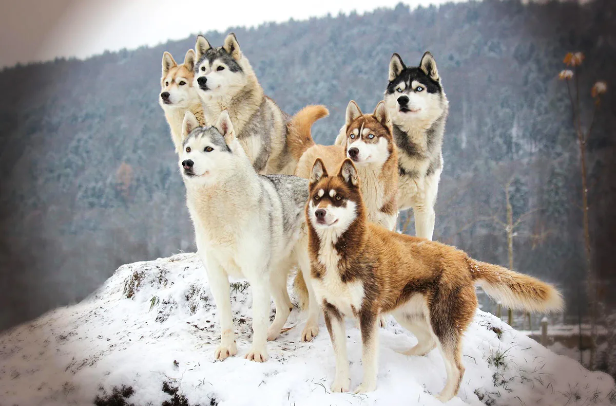 Husky Trekking Dietfurt a.d. Altmühl - 2