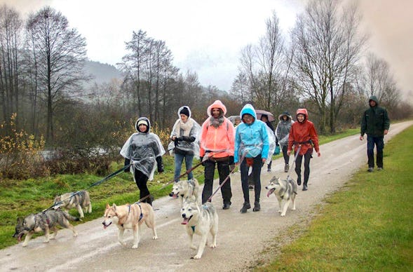 Husky Erlebnis Dietfurt a.d. Altmühl