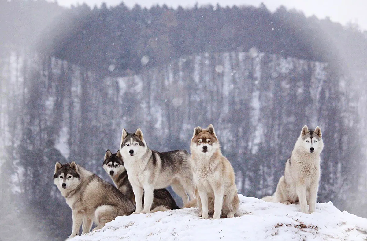 Husky Trekking Dietfurt a.d. Altmühl - 7