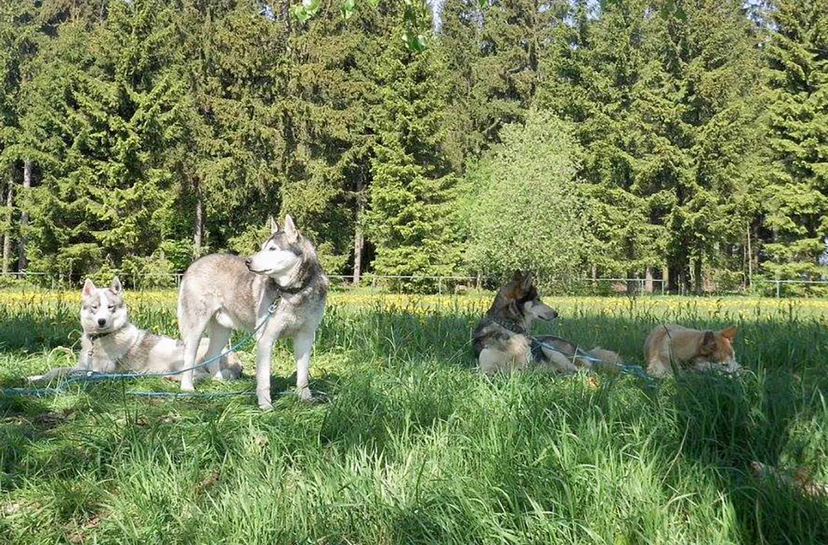 Husky-Trekking Mödingen