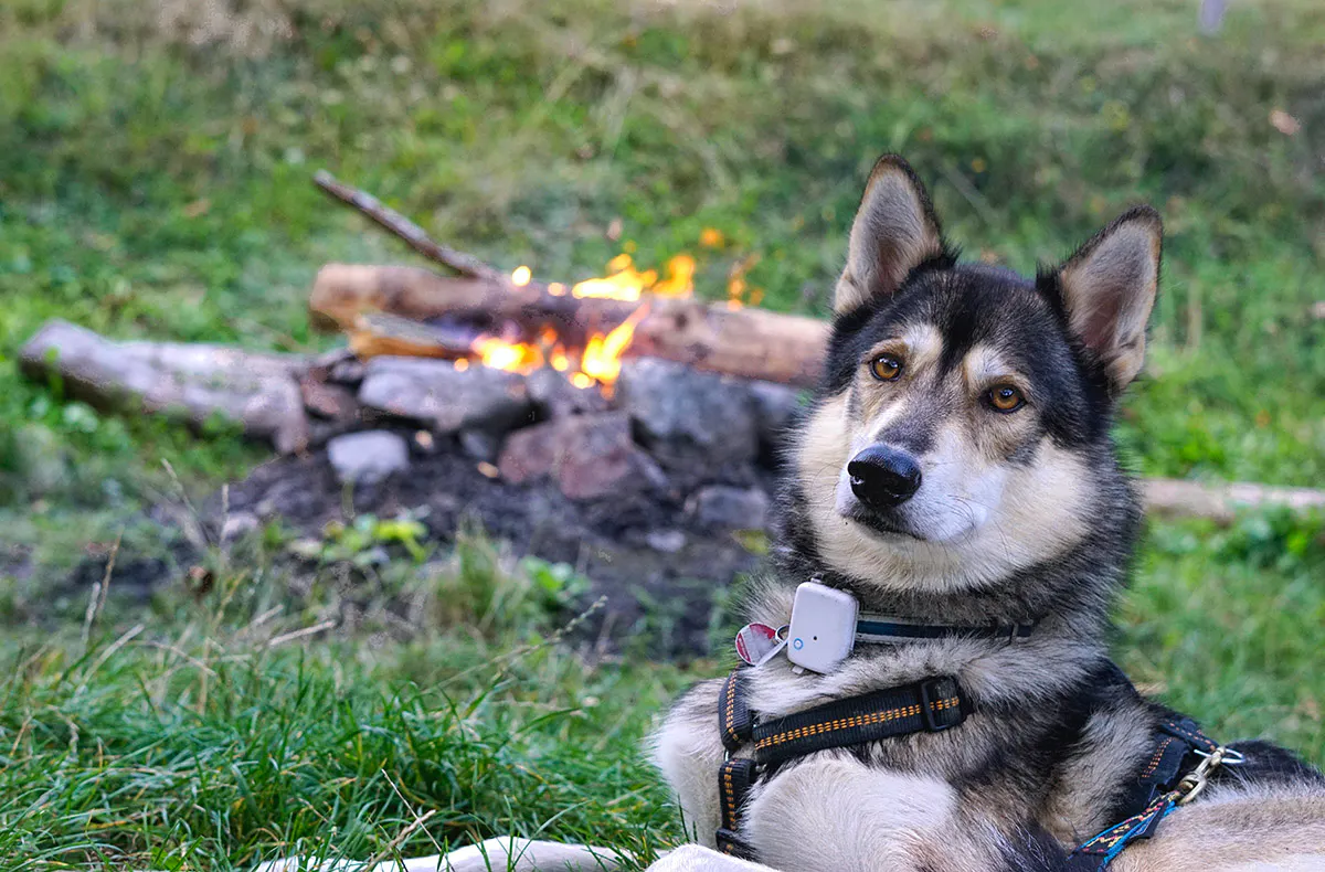 Husky-Trekking im Schwarzwald - 6