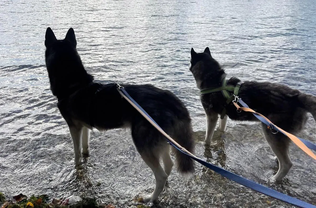 Husky Wanderung Eggenstein-Leopoldshafen - 5