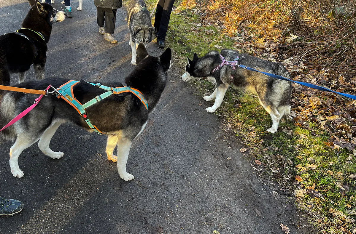 Husky Wanderung Karlsruhe - 5
