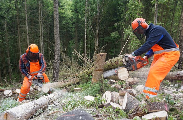 Kettensägenkurs Oderberg