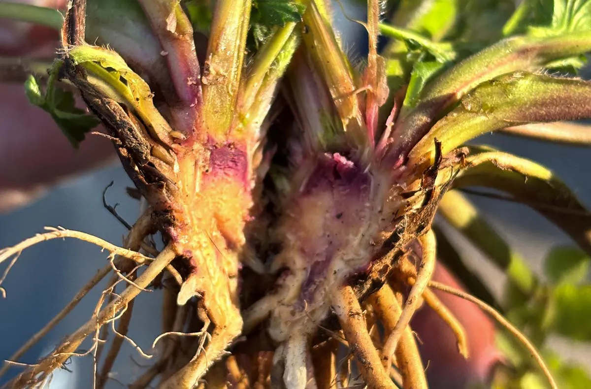 Kräuterwanderung Iserlohn - 3