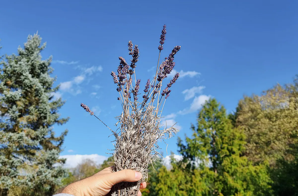 Kräuterwanderung Neunkirchen - 5