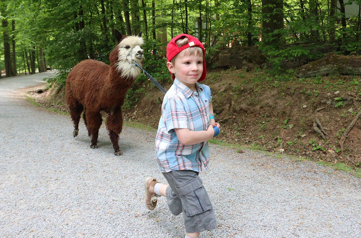 Alpaka Wanderung Kraichtal für 2 (3 Std.) - 5