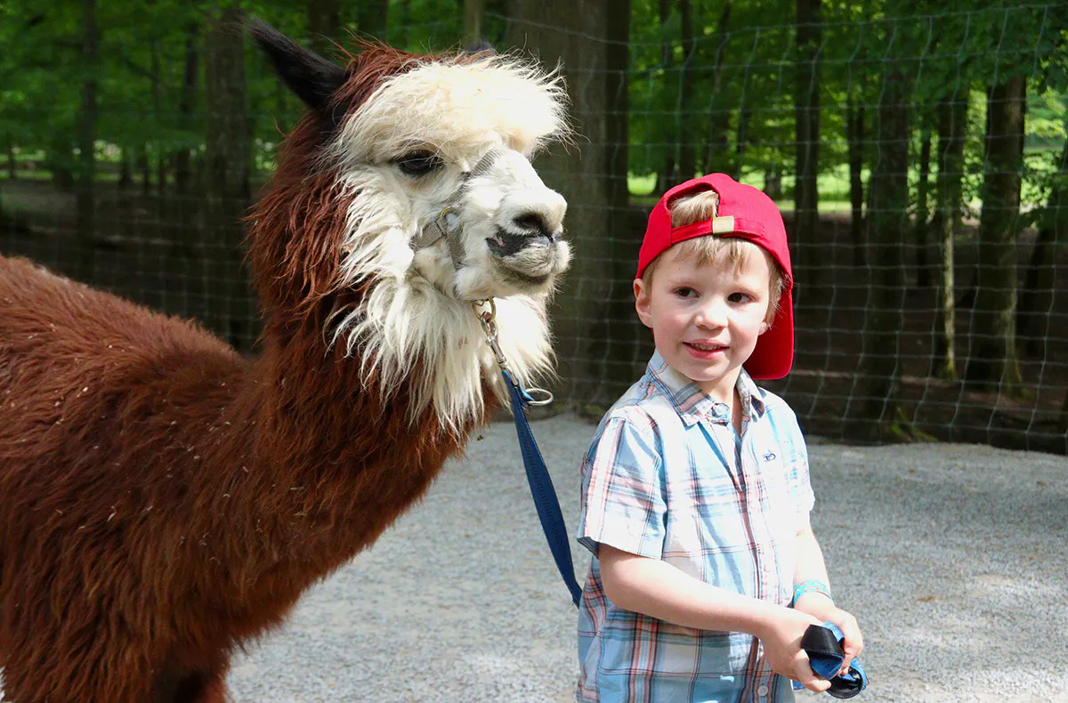 Alpaka Wanderung Kraichtal (1,5 Std.) - 6