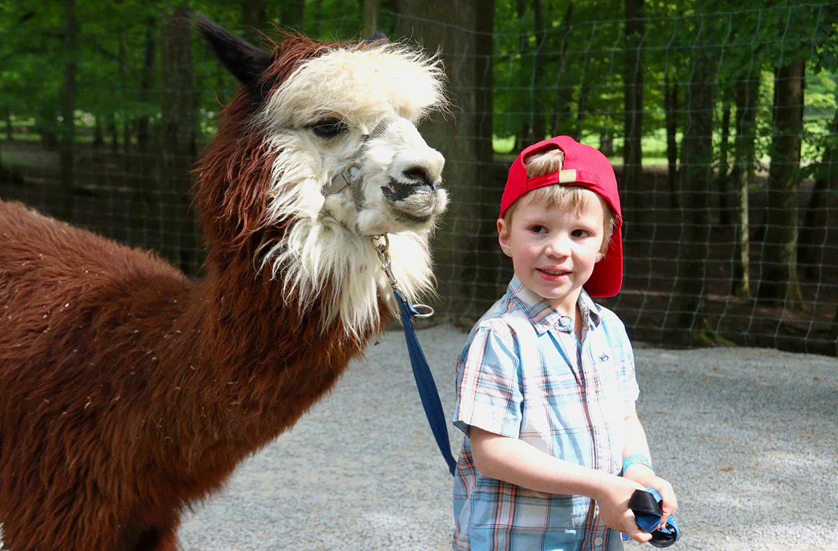 Alpaka Wanderung Kraichtal für 2 (3 Std.) - 7