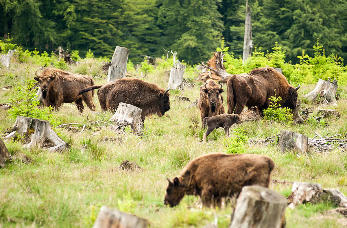 Kurzurlaub Bad Laasphe für 2 (2 Nächte) - 14