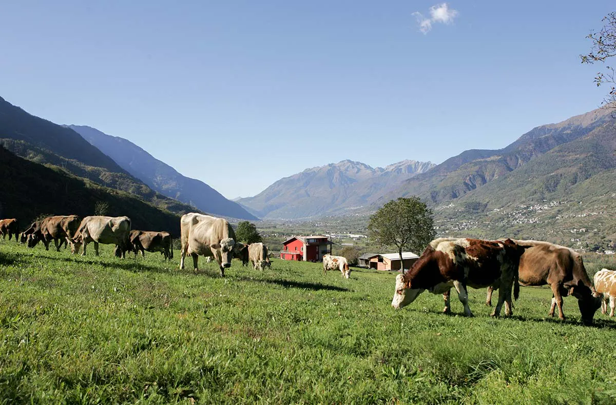 Ferien auf dem Bauernhof Lombardei für 2 (1 Nacht) - 10