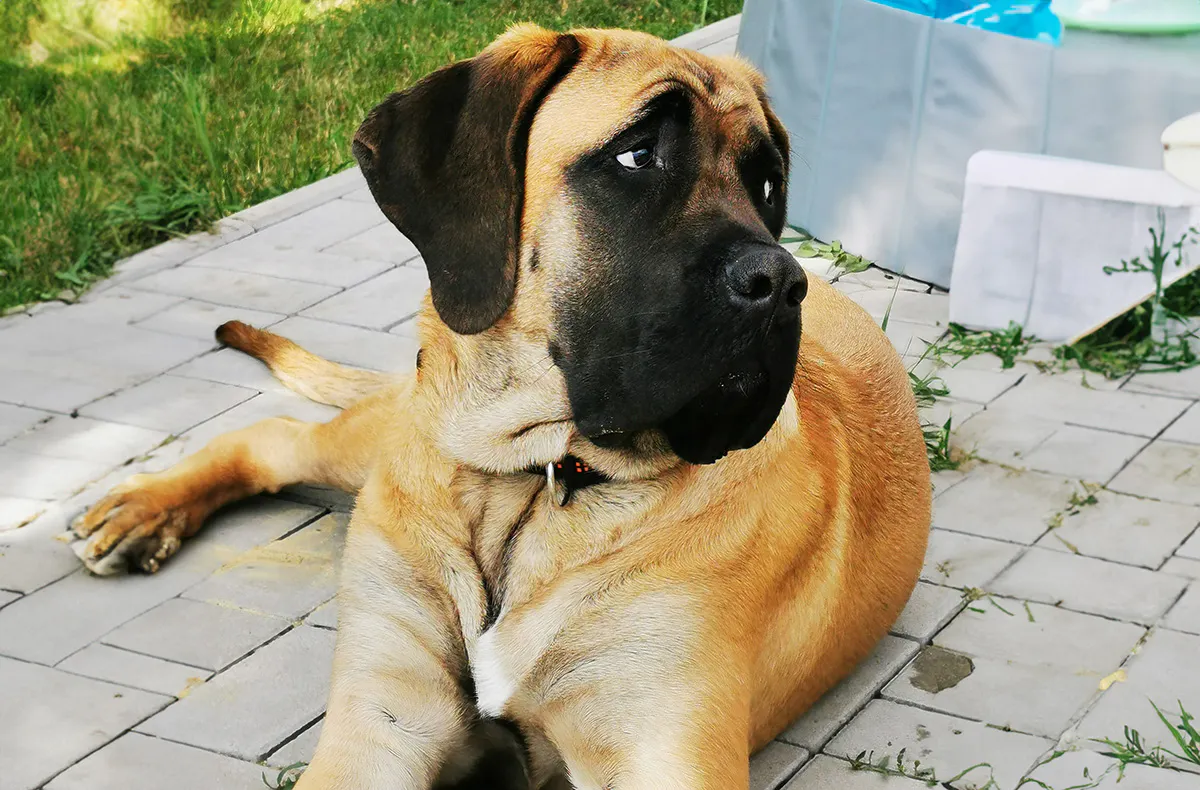 Urlaub mit Hund im Harz für 2 (2 Nächte) - 7