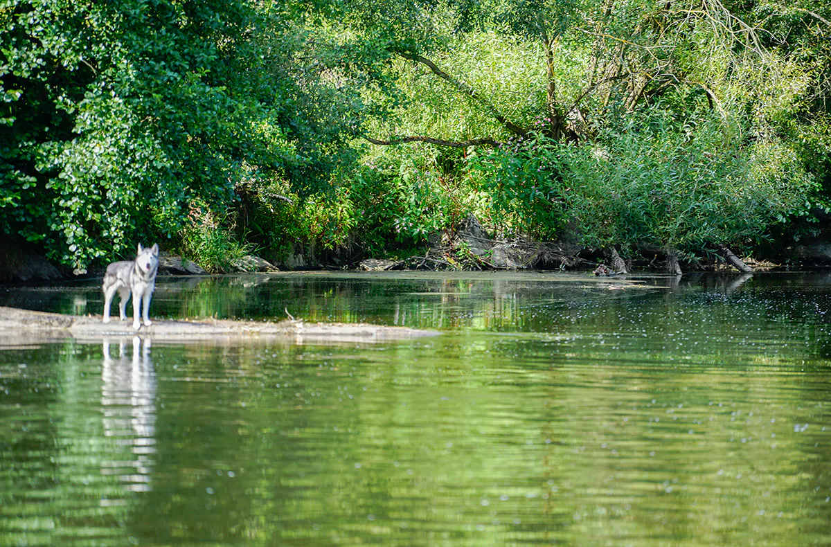 Kurzurlaub mit Hund Viechtach für 2 (2 Nächte) - 7