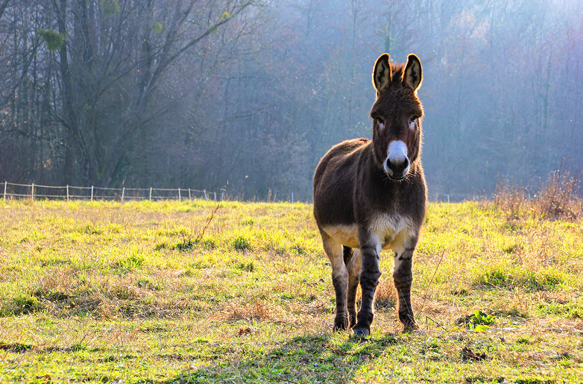 Kutsch- und Planwagenfahrten Fichtenau - 5