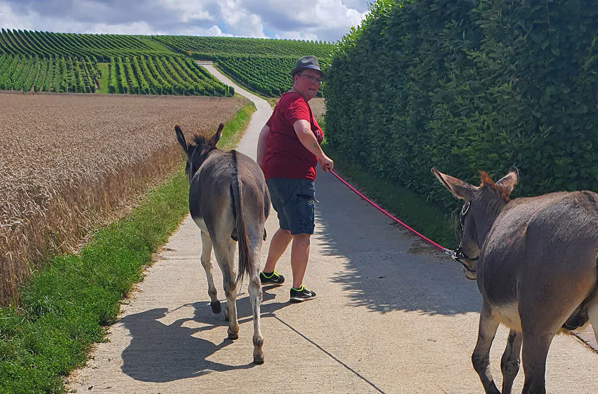 Lama- & Esel-Trekking-Tour für 2 Stadecken-Elsheim - 5
