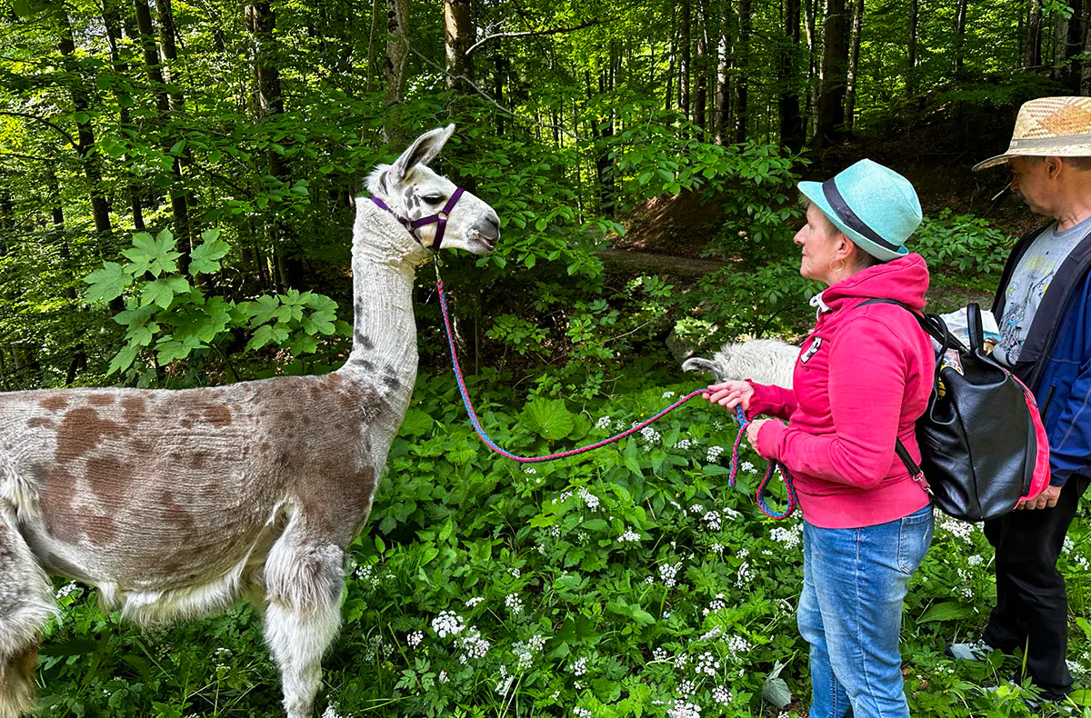 Lamawanderung Molln (Okt. - Mai) - 5