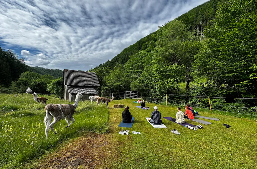 Lama Wanderung mit Yoga & Brunch