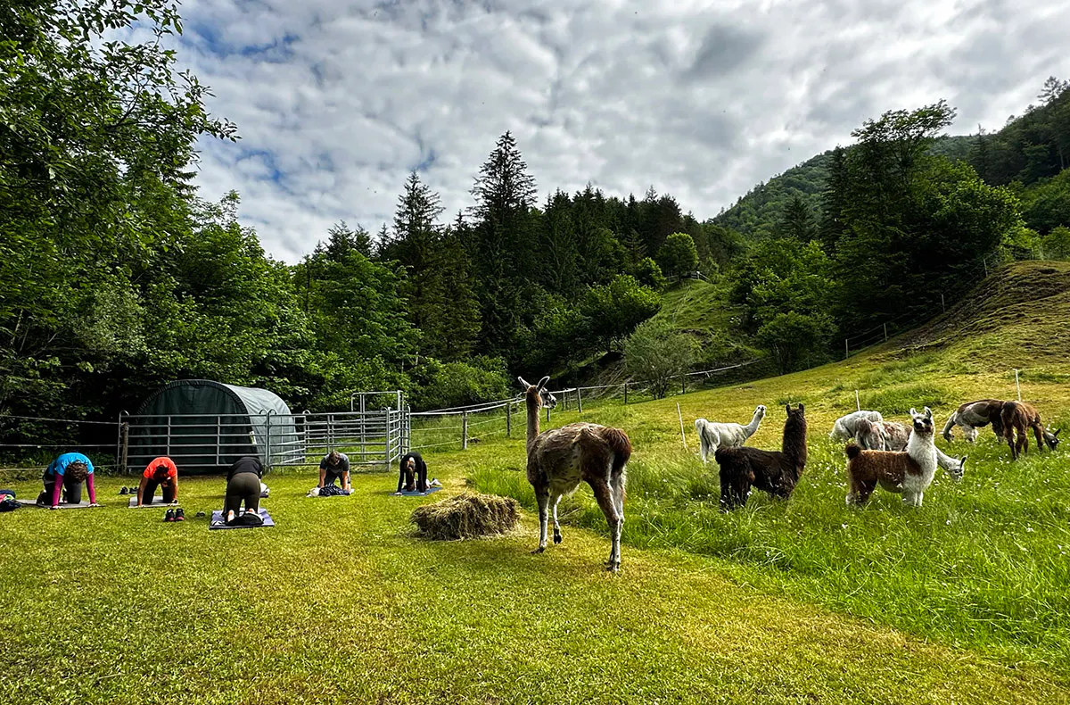 Lama Wanderung mit Yoga & Brunch - 5