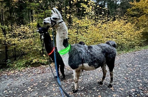 Laternenwanderung mit Alpakas Neckargerach