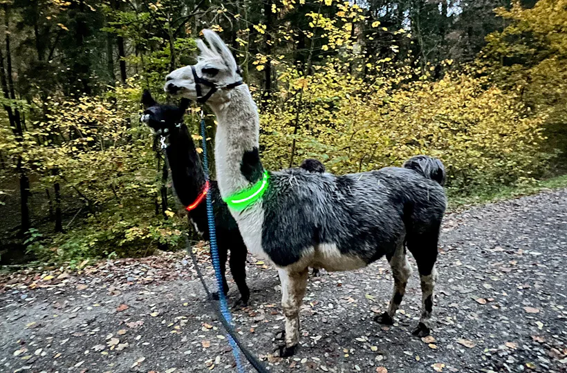 Laternenwanderung mit Alpakas Neckargerach