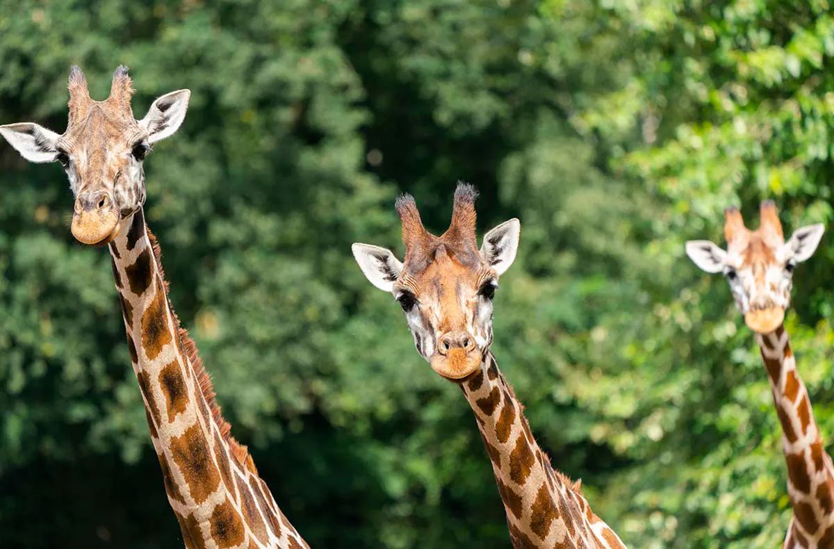 Lichterfestival mit Übernachten im Serengeti-Park für 2 (1 Nacht) - 7