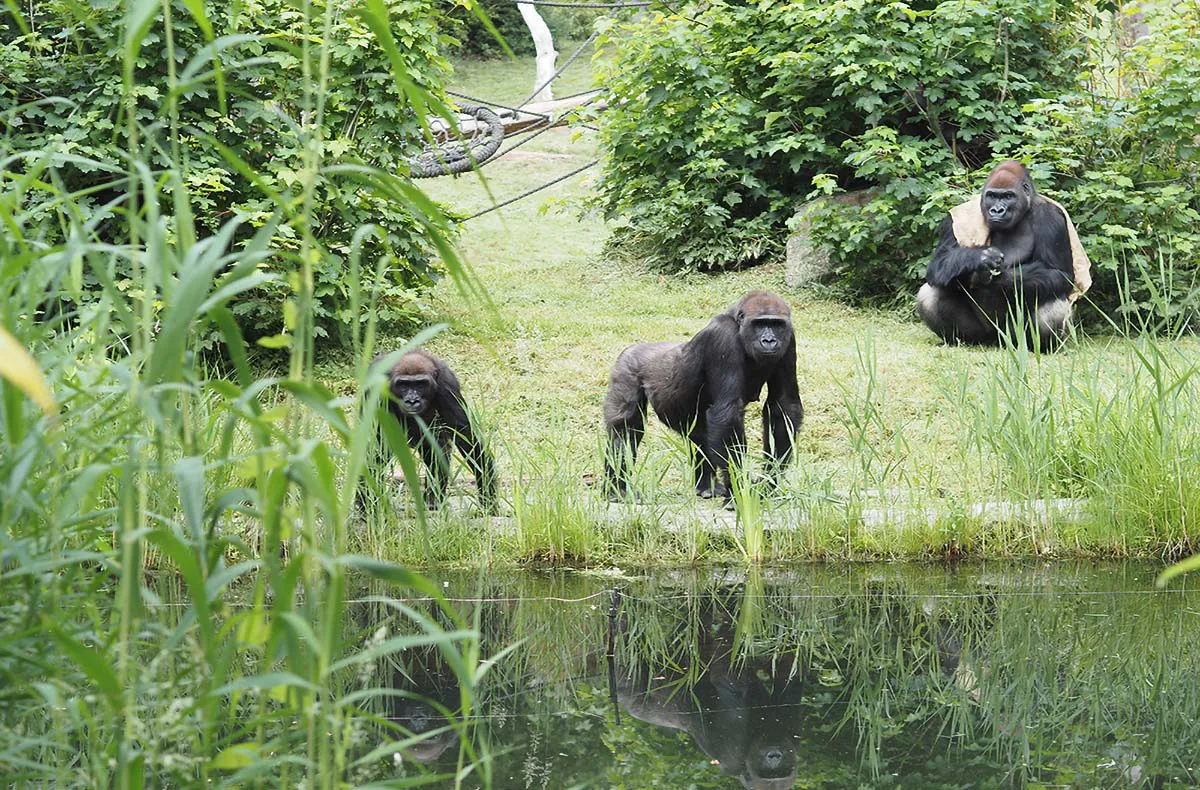 Lunch & Zoo Leipzig für 2 - 3