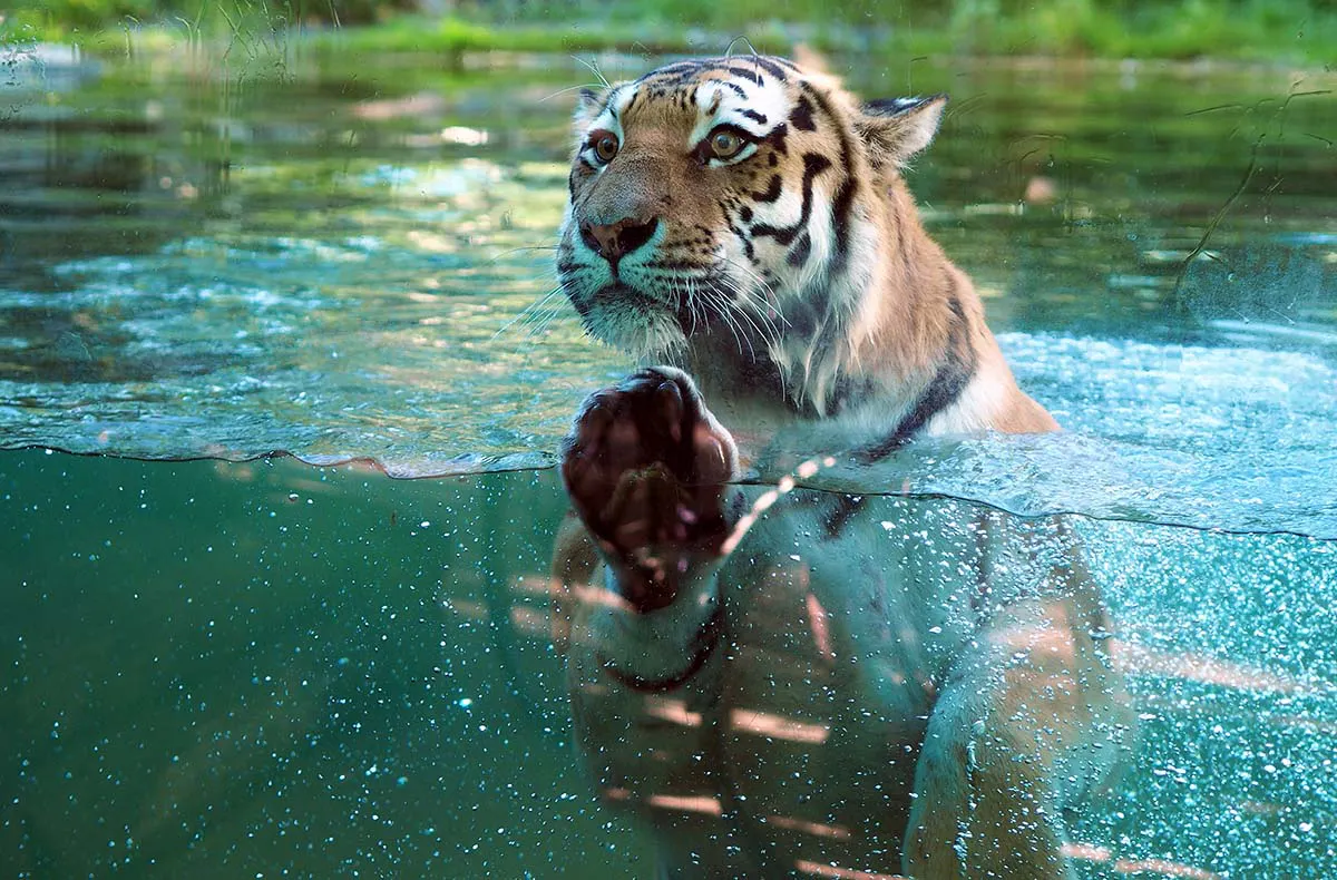 Lunch & Zoo Leipzig für 2 - 5