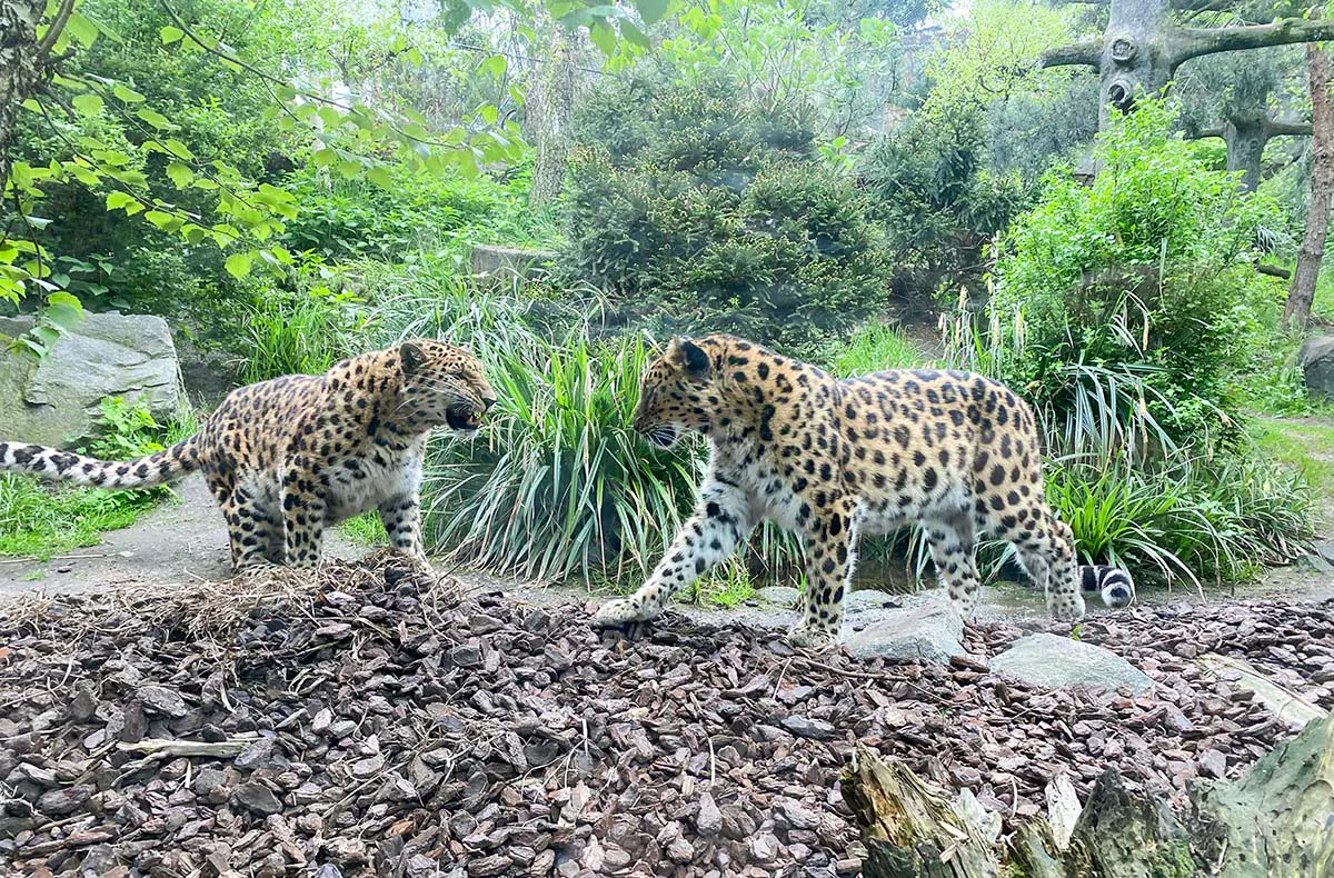 Lunch & Zoo Leipzig für 2 - 6