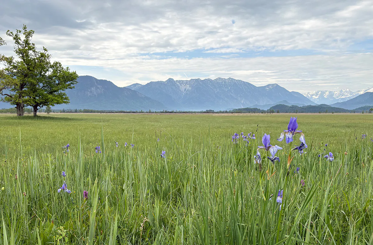 Murnauer Moos Rundweg - Führung für 2 - 5