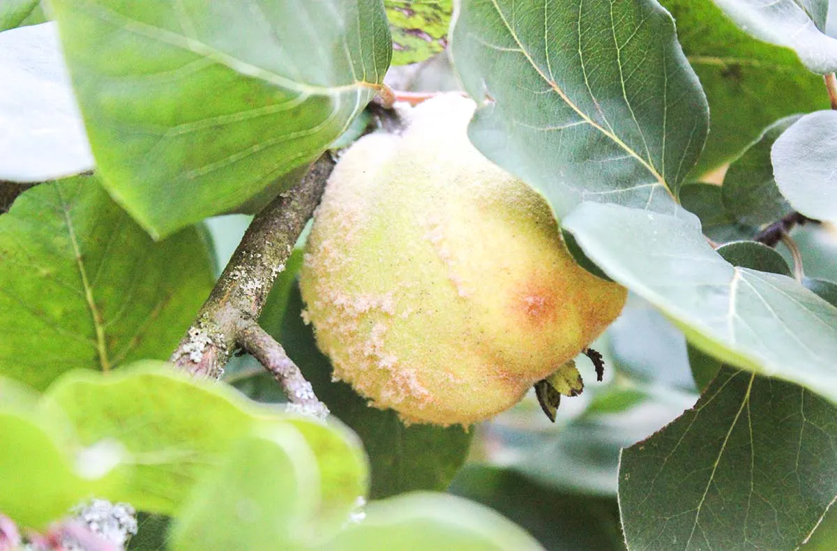 Naturkosmetik Workshop Wegberg - 5