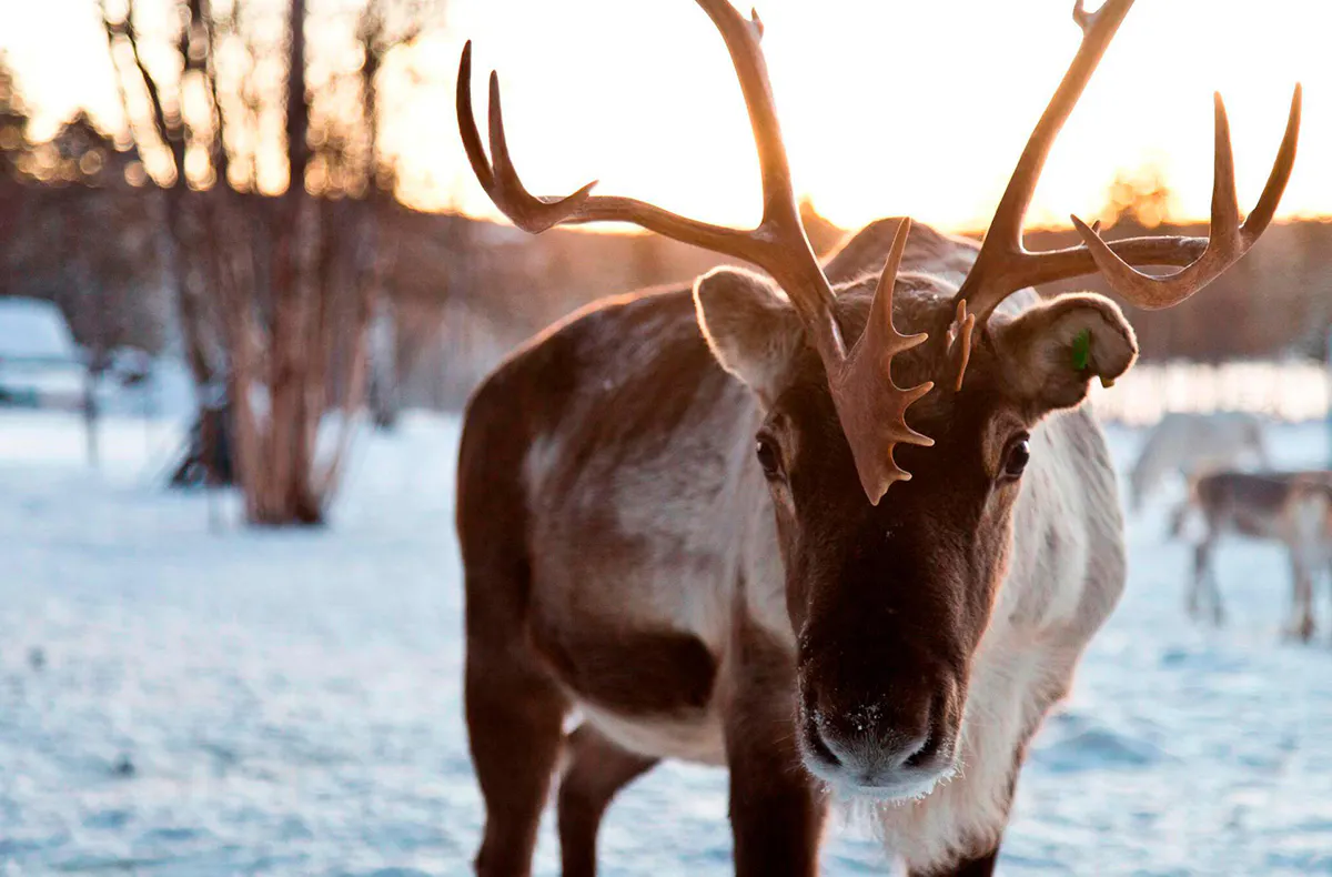 Romantischer Nordlichter-Kurzurlaub in Lappland für 2 - 8